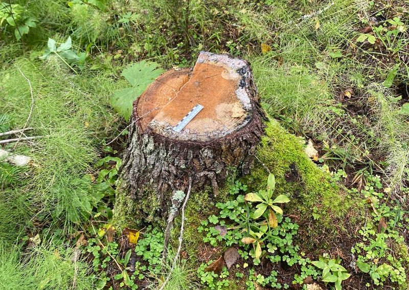 Жителю Прикамья вынесен приговор за незаконную рубку лесных насаждений